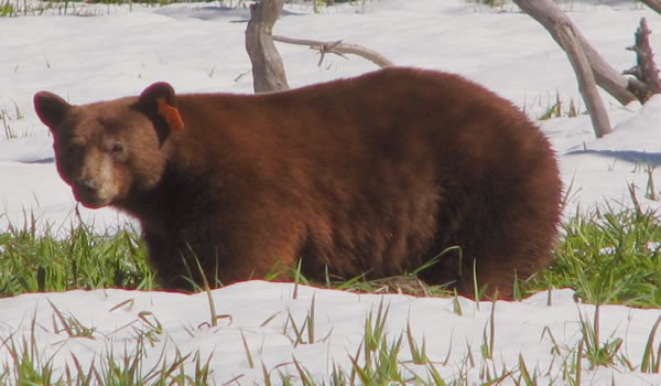 SIERRA BEARS